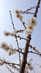 Apricot flower on nature background
