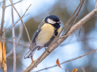 Naklejka premium Cute bird Great tit, songbird sitting on a branch without leaves in the autumn or winter.