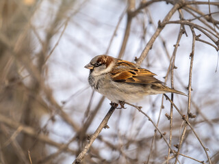 Sparrow sits on a branch without leaves.