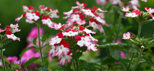 Red, white and pink colors on petals. Bright flowers of a verbena on a green background of leaves.