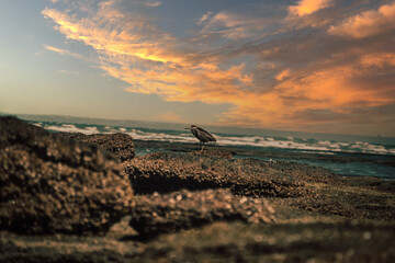 atardecer con pajaro