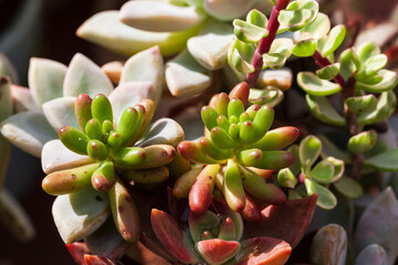 Fototapeta na wymiar Close up of succulent plants, background or texture.
