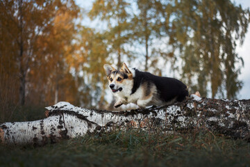 Corgi dog jumps throw the tree