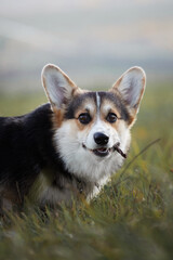 Funny corgi with stich in mouth