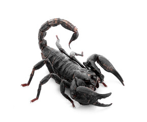 Scorpion an isolated on white background