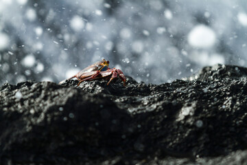 Sayapa - Cangrejo de galápagos