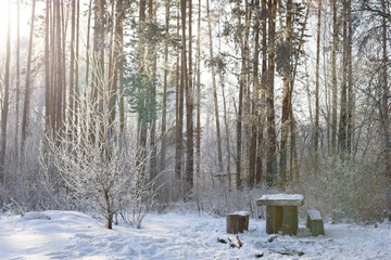 Winter trees spruce with hoarfrost frosty and bench and table front view