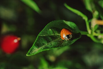 Brazilian Spotless Ladybug resting on leaf