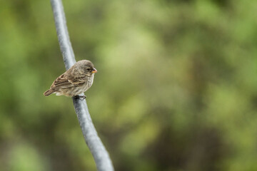 Pinzón de Galápagos
