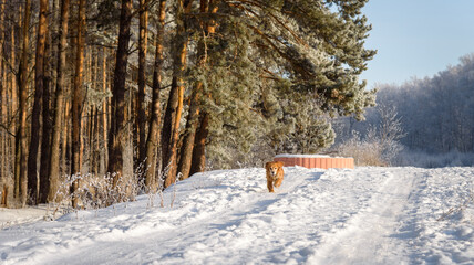 Running Hunting dog in winter forest. Dog on a winter hunt. A hunting dog runs through a snowy park in cold weather.