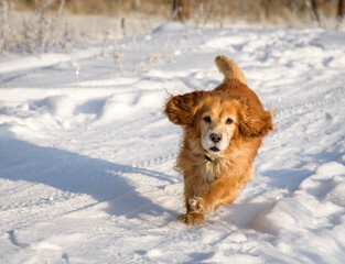 Running Hunting dog in winter forest. Dog on a winter hunt. A hunting dog runs through a snowy park in cold weather.