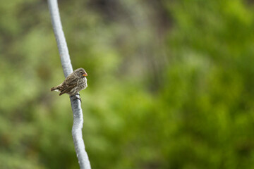 Pinzón de Galápagos