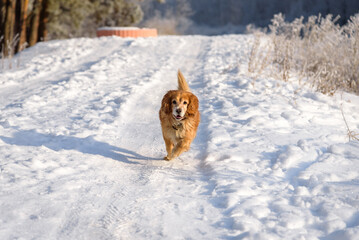 Running Hunting dog in winter forest. Dog on a winter hunt. A hunting dog runs through a snowy park in cold weather.