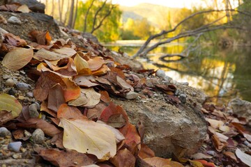 Hojas de otoño caidas junto al rio