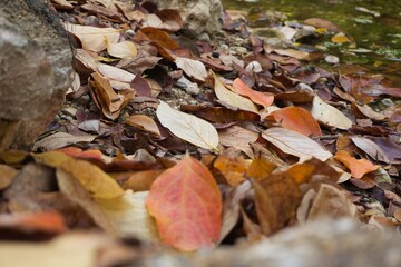 Hojas caidas en otoño junto al rio