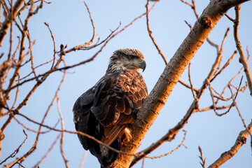 Bald Eagle Northern Minnesota Resting on A Tree Branch