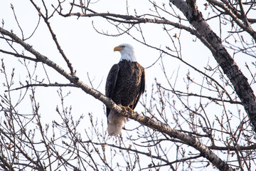 Northern Minnesota Bald Eagle on Ice Lake Superior 