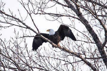 Northern Minnesota Bald Eagle on Ice Lake Superior 