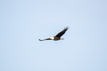 Northern Minnesota Bald Eagle on Ice Lake Superior 
