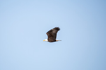 Northern Minnesota Bald Eagle on Ice Lake Superior 