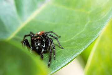 Jumping spider waiting for its prey on a leaf