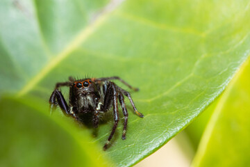 Jumping spider waiting for its prey on a leaf