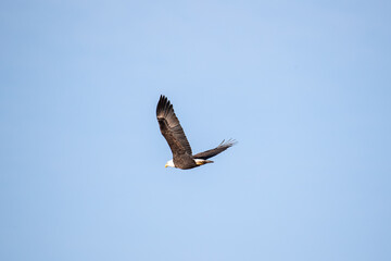 Northern Minnesota Bald Eagle on Ice Lake Superior 