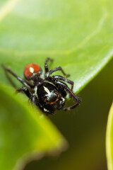 Jumping spider waiting for its prey on a leaf