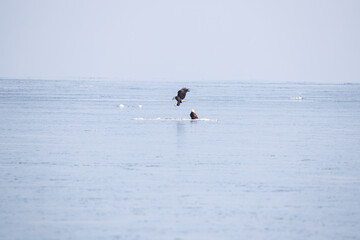 Northern Minnesota Bald Eagle on Ice Lake Superior 