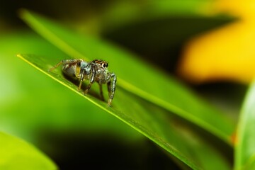Jumping spider waiting for its prey on a leaf