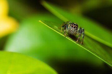 Jumping spider waiting for its prey on a leaf