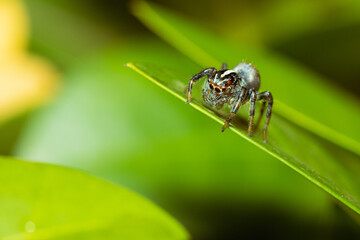 Jumping spider waiting for its prey on a leaf