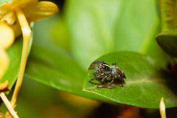 Jumping spider waiting for its prey on a leaf