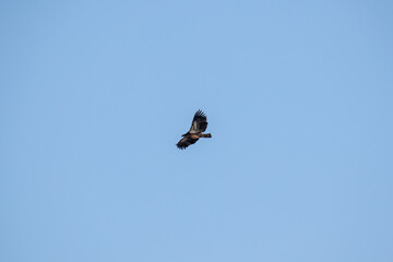 Northern Minnesota Bald Eagle on Ice Lake Superior 