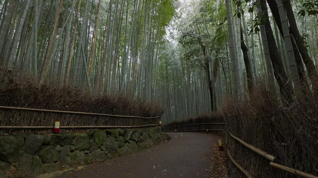 小雪の舞う京都　嵯峨野　竹林の小径