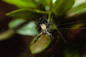 Argiope argentata, a.k.a. Silver Argiope spider lurking on its cobweb