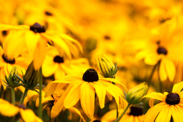 Collection of flowers, anthers and stigmas close up with shallow depth of field.