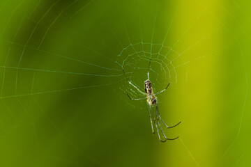 Argiope argentata, a.k.a. Silver Argiope spider lurking on its cobweb