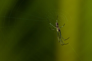 Argiope argentata, a.k.a. Silver Argiope spider lurking on its cobweb