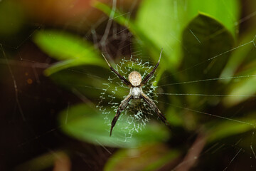 Argiope argentata, a.k.a. Silver Argiope spider lurking on its cobweb