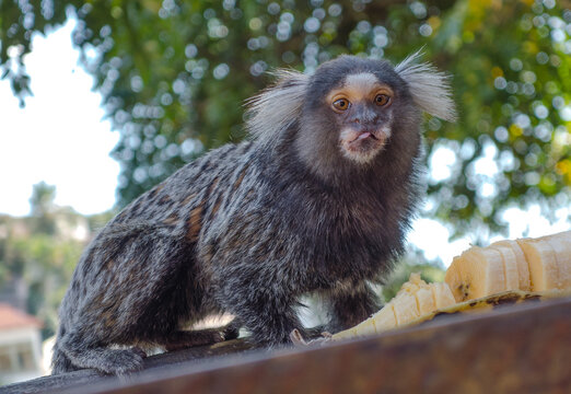 Ouistiti Images Browse 587 Stock Photos Vectors And Video Adobe Stock