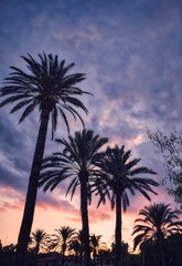 Fototapeta na wymiar Atardecer junto al mar con palmeras