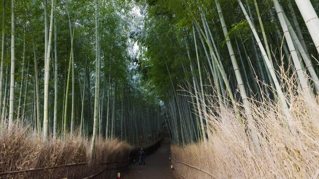 小雪の舞う京都　嵯峨野　竹林の小径