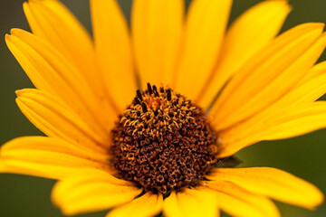 Collection of flowers, anthers and stigmas close up with shallow depth of field.