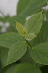 Obraz premium Garden Close-Up