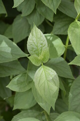 Obraz premium Garden Close-Up