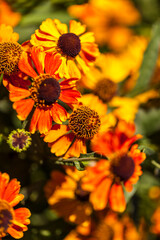 Collection of flowers, anthers and stigmas close up with shallow depth of field.