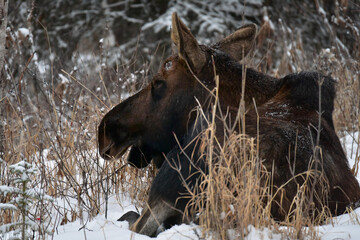 A bull moose rests in a forest snowbank after dropping his antlers for the year. Moose regrow their antlers every year.