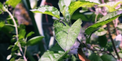 rain drops on a leaf
