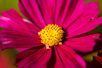 Collection of flowers, anthers and stigmas close up with shallow depth of field.